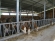 farma krava OPG Markovec